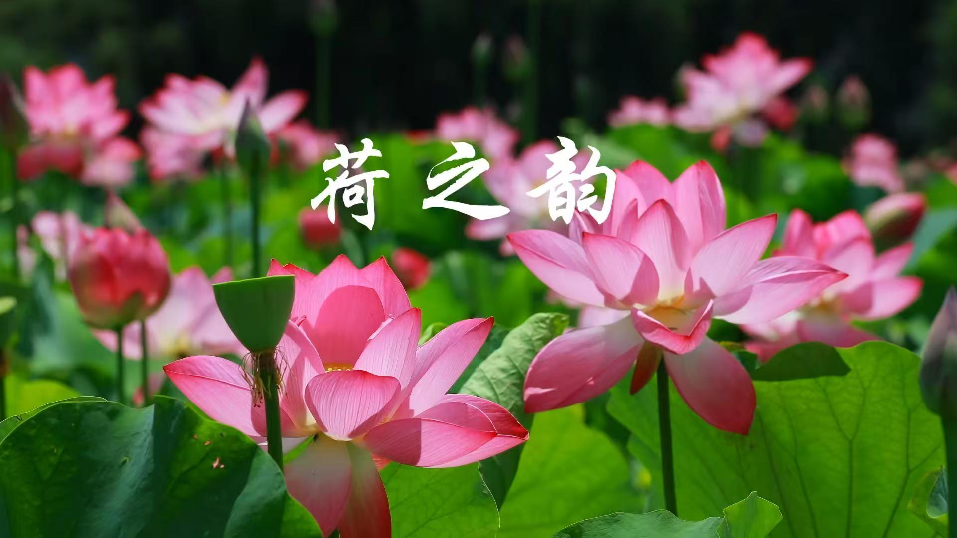 雲南硯山稼依荷花綻放
