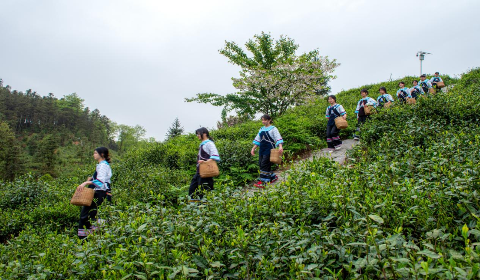 惠州市惠陽精準滴灌，貞茶香飄山海