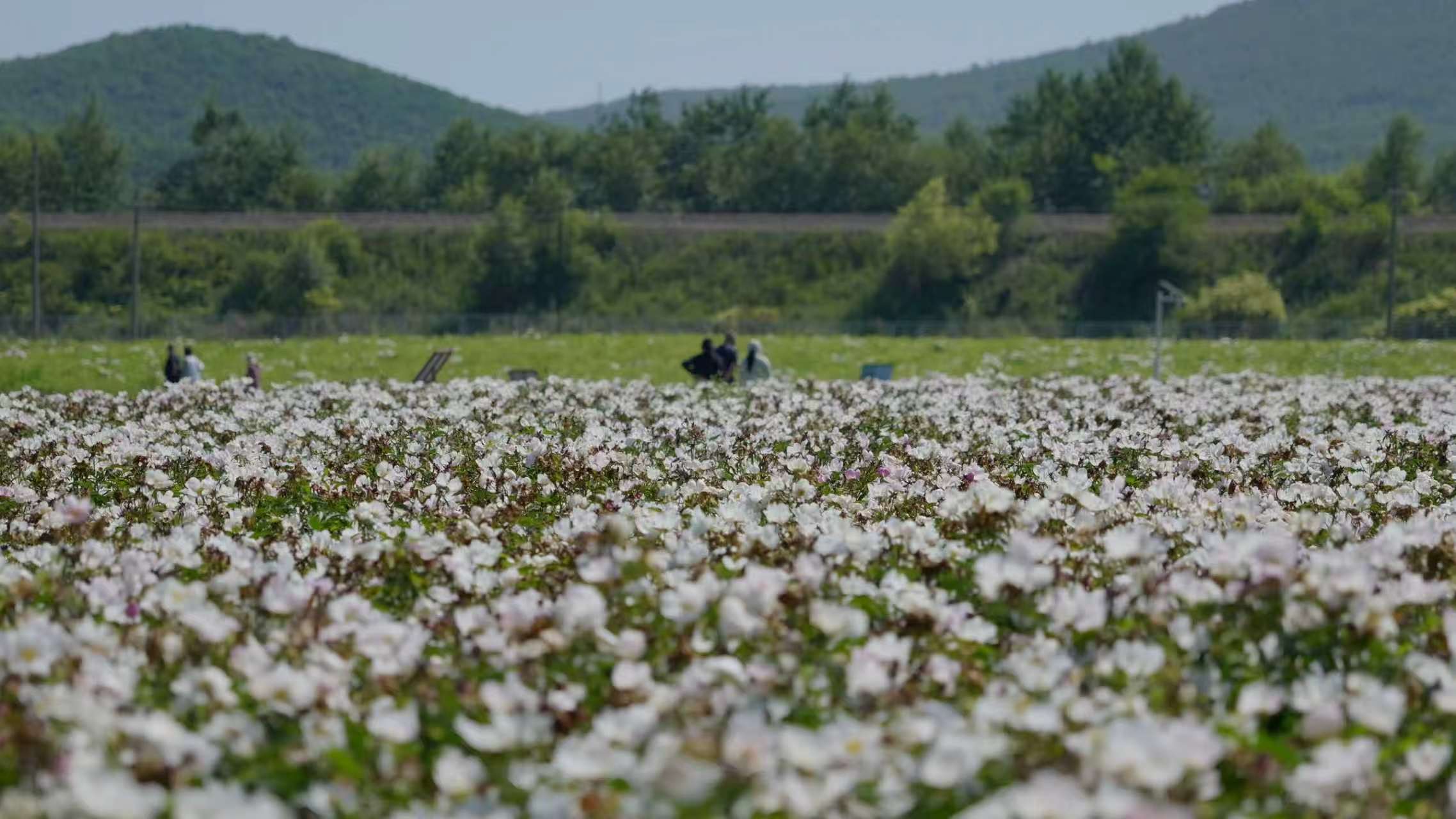 大興安嶺地區澤康琳中藥材種植專業合作社取得中藥材質量管理規範（GAP）認證