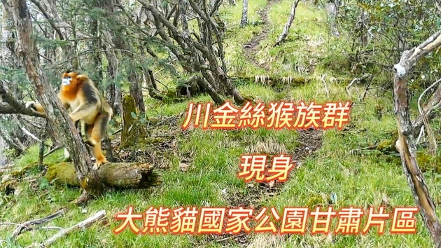 川金絲猴族群現身大熊貓國家公園甘肅片區