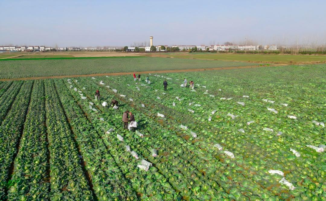 產業規模與品牌實力雙突出 天門市獲評全國蔬菜產業大縣及兩大單品重點產區