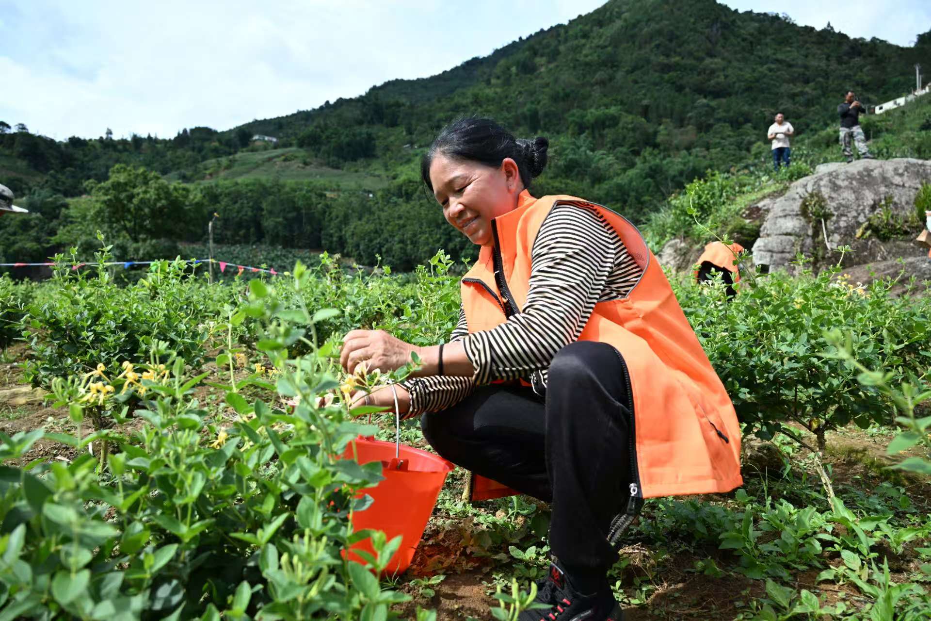 雲南金平：金銀花鋪就振興路