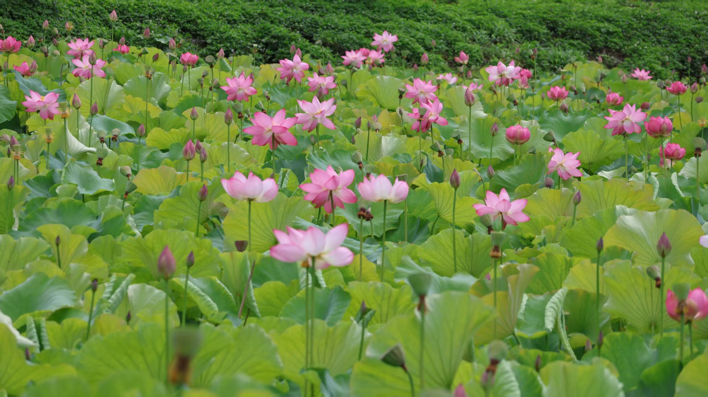 這個夏天，來硯山赴一場「荷」你有約