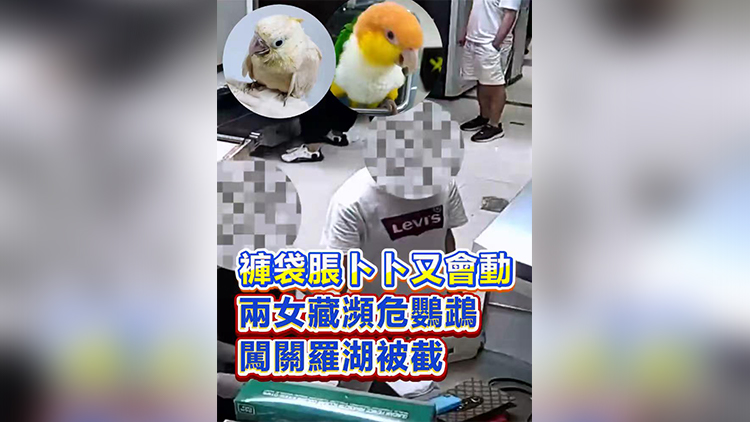 有片 | 褲袋脹卜卜又會動 兩女藏瀕危鸚鵡 闖關羅湖被截