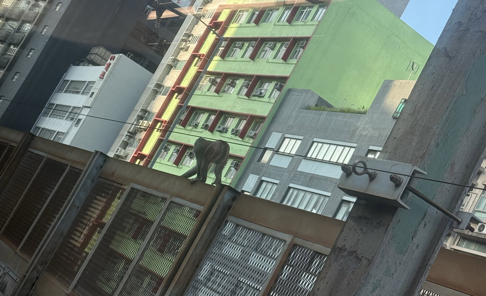猴子闖港鐵九龍灣站路軌 列車服務受阻半小時