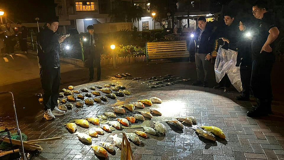 物管主任及清潔管工涉景林邨涉逾100條魚死亡事件 被控虐畜獲准保釋10月再訊
