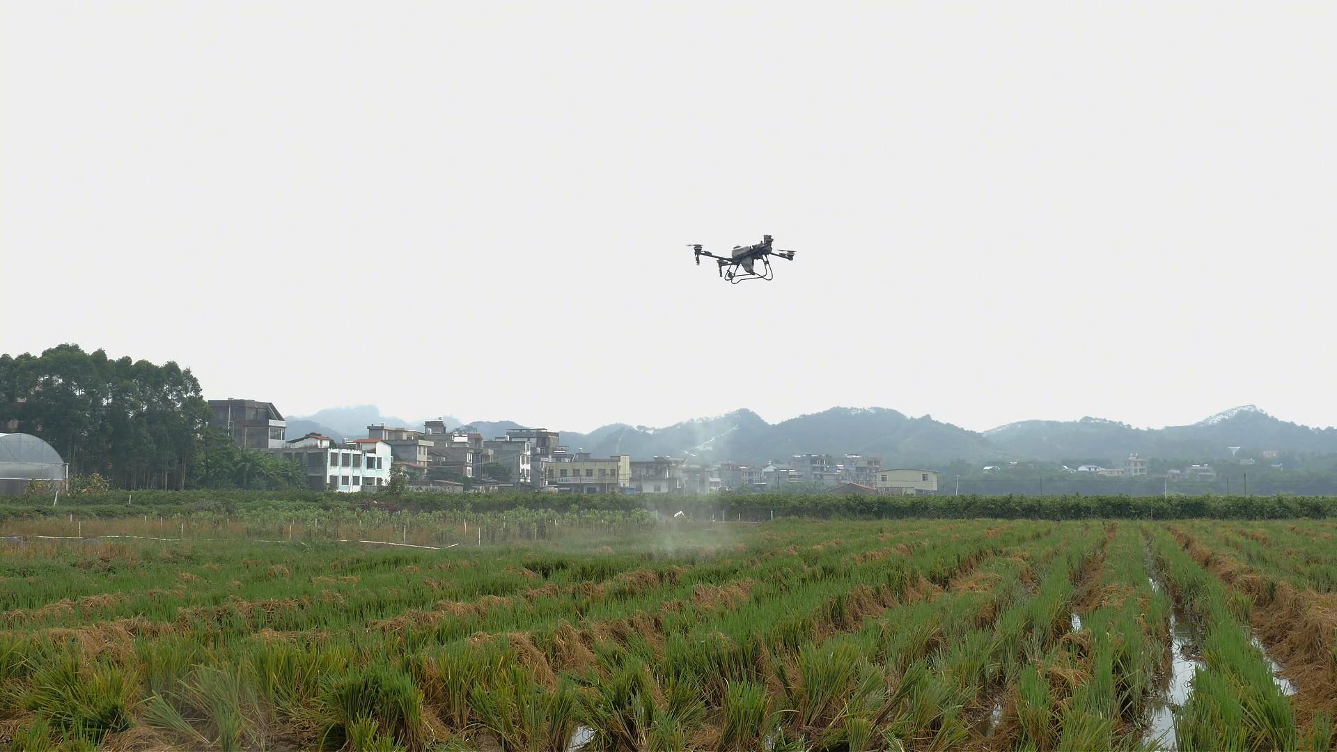 桂容縣：讓「生態包袱」變「綠色財富」
