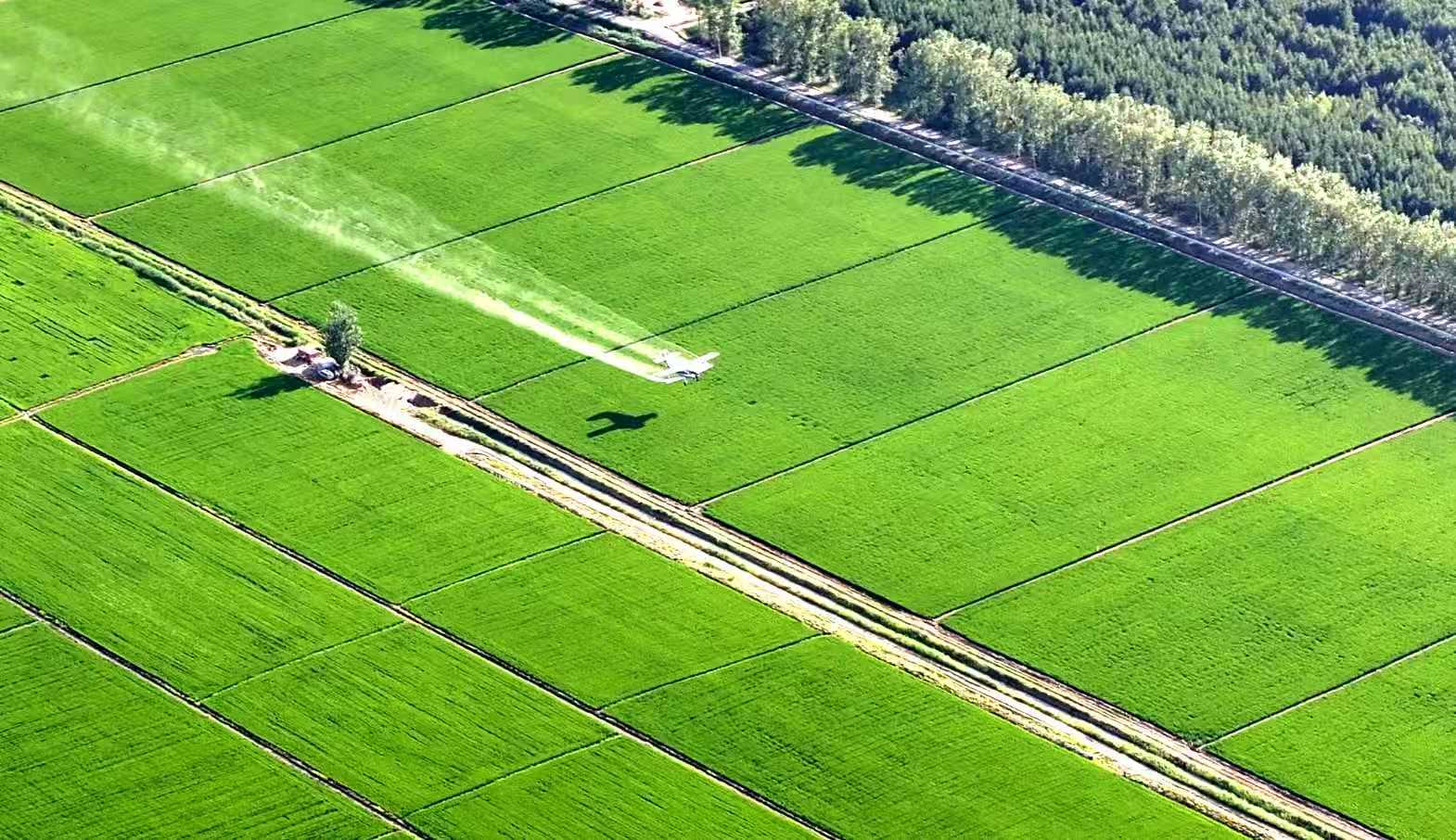 北大荒江濱分公司：空地協同精準飛防 智慧夏管不留死角