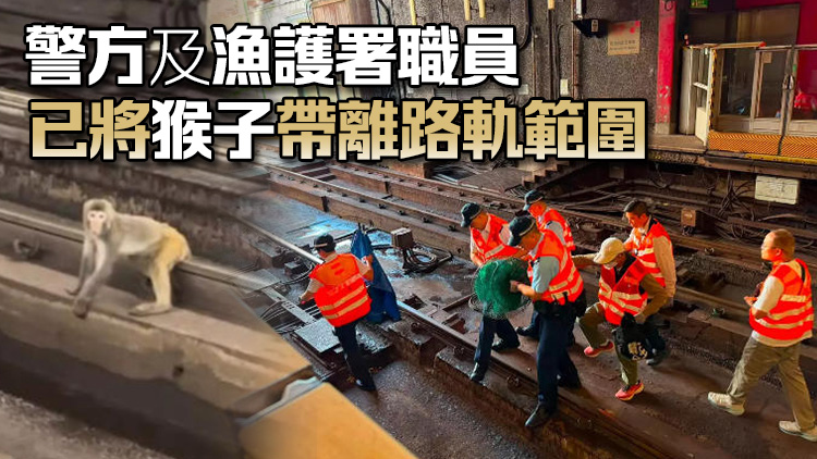 港鐵：猴子闖路軌事故已妥善處理 荃灣線服務逐步復常