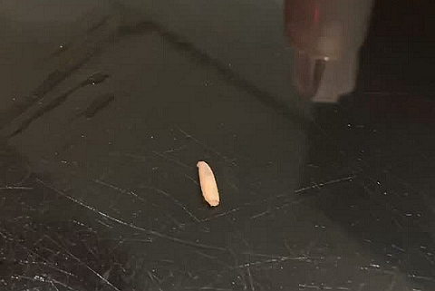 有片〡天后火鍋店墮蛆蟲 網民：天花板藏屍