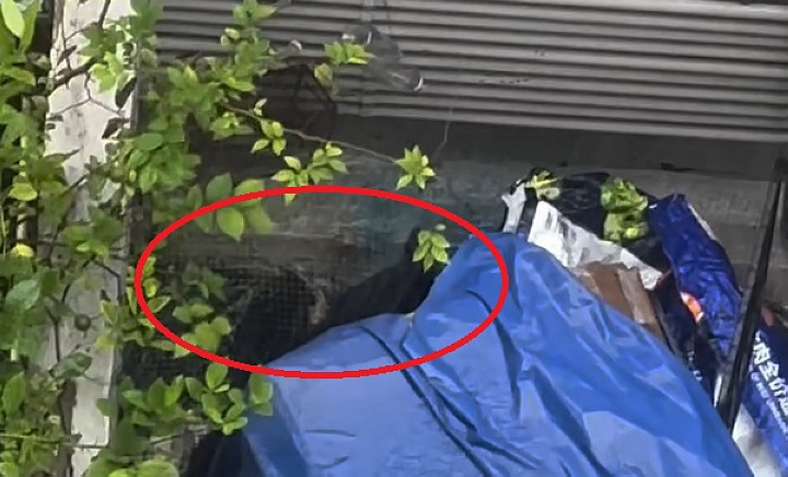 有片〡元朗狗隻疑遭虐待 缺水缺糧困天台 暴雨照頭淋