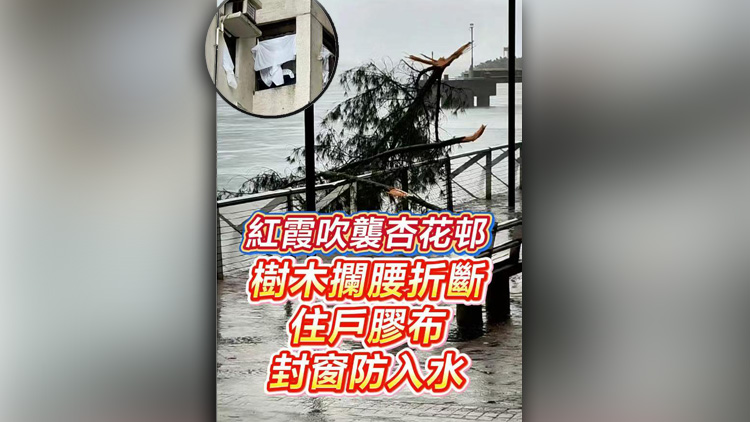 有片丨「紅霞」吹襲杏花邨 樹木攔腰折斷 住戶膠布封窗防入水