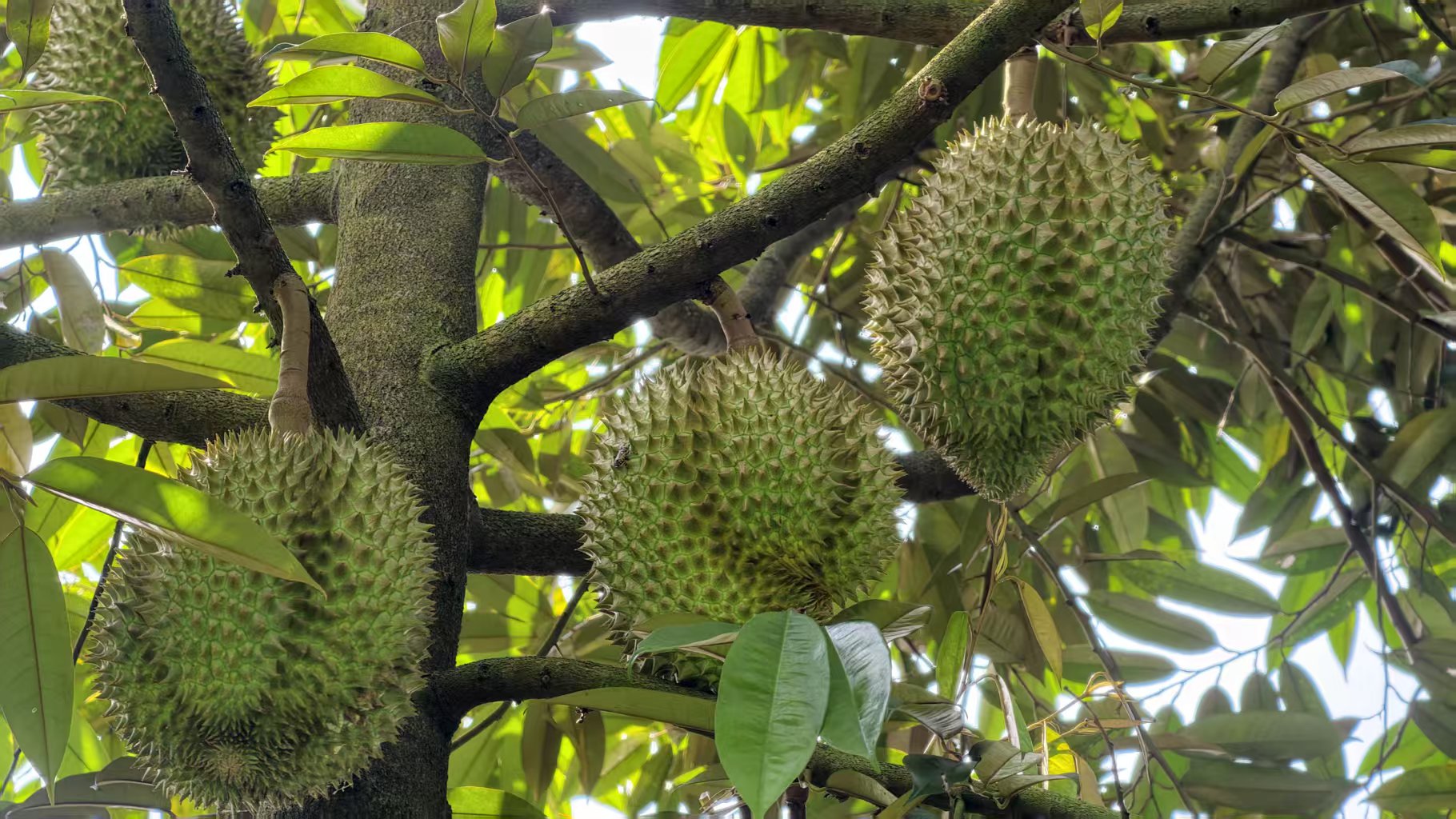 雲南金平：榴槤掛果實現新突破 本土化培育初見成效