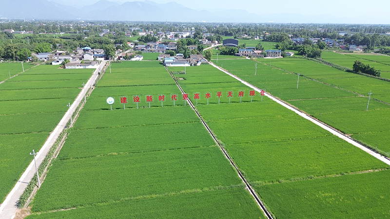 深耕農業建圈強鏈 四川綿竹推動現代農業提質增效