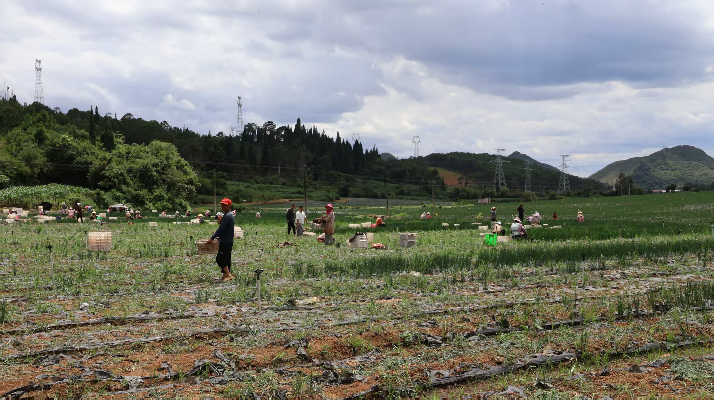 田間採收熱火朝天!硯山特色蔬菜遠銷各地，充盈百姓錢袋子