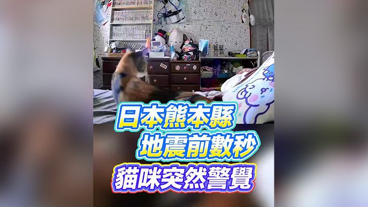 有片 | 日本熊本縣地震前數秒 貓咪突然警覺