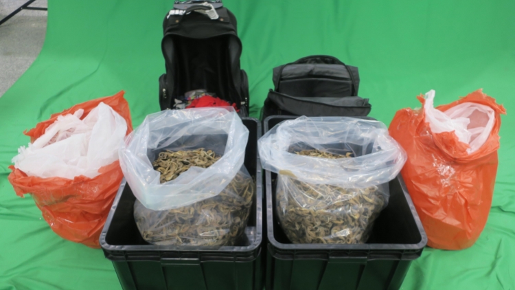 男子非法進口乾海馬，被判入獄10個月