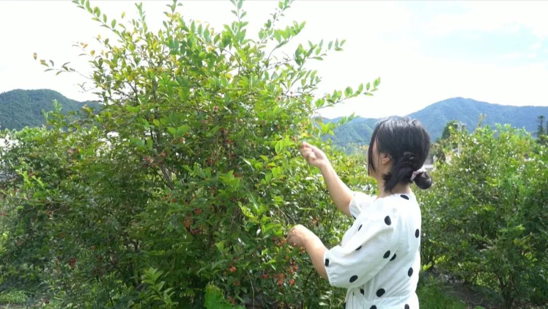 皖黟縣：藍莓採摘正當時 農旅融合助增收