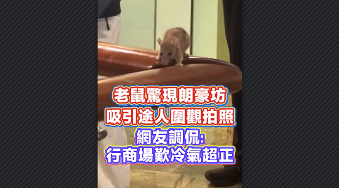 有片丨老鼠驚現朗豪坊 吸引途人圍觀拍照 網友調侃：行商場嘆冷氣超正