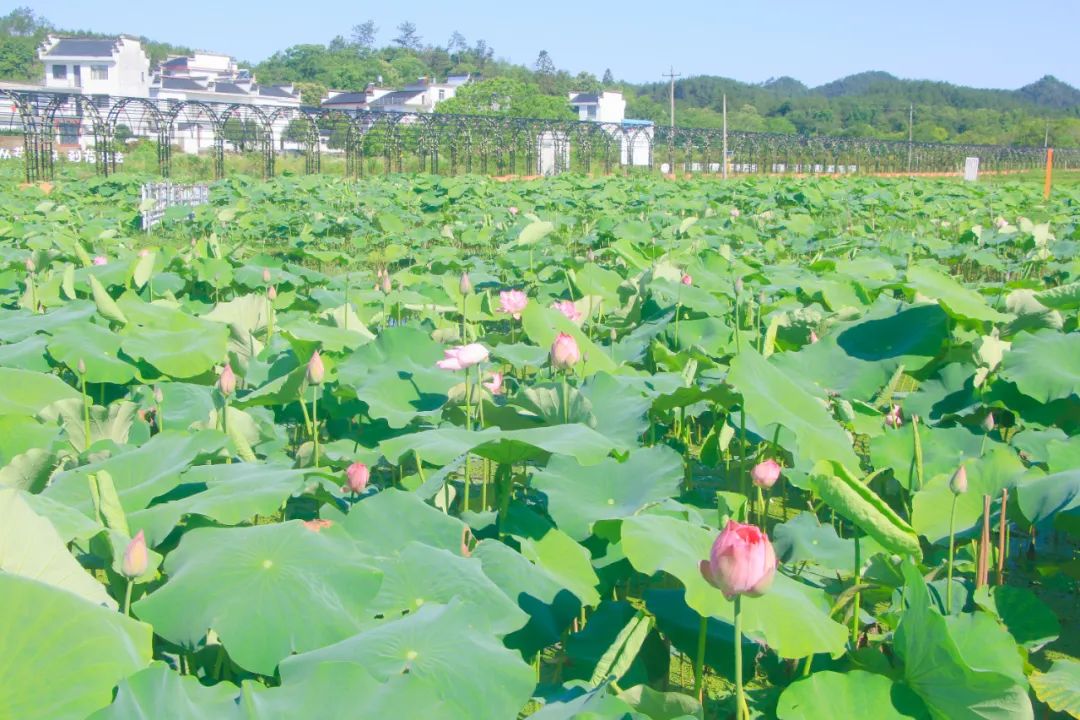 皖屯溪區：荷韻靈動漾朱村 農旅融合田園美