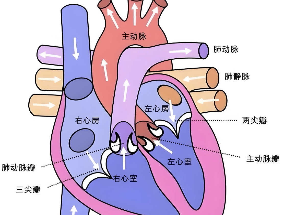 有片丨什麼運動最養心臟 ？推薦幾類適合中老年人的輕運動