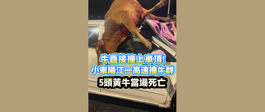有片丨牛直接撞上車頂！小車陽江一高速撞牛群 5頭黃牛當場死亡
