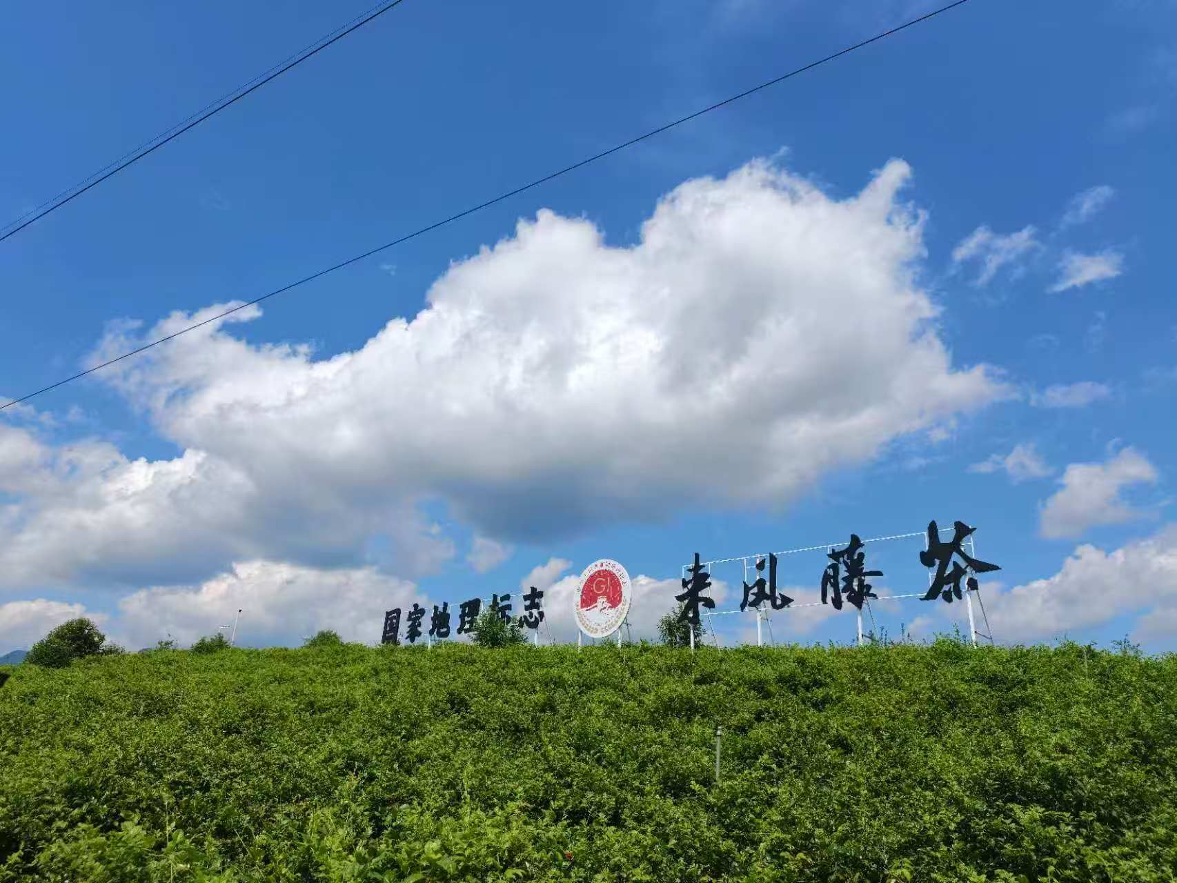 一葉藤茶通山海 特色賽道鋪就來鳳產業振興路