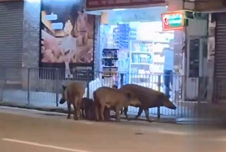 有片〡野豬香港仔街頭覓食 網民：我個肚腩仲大過佢