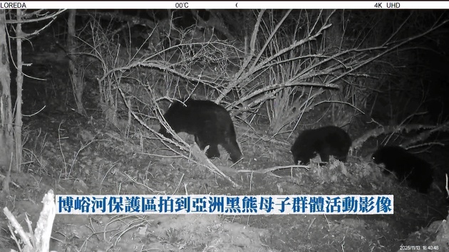 甘肅博峪河保護區首次拍到亞洲黑熊母子「同框」影像