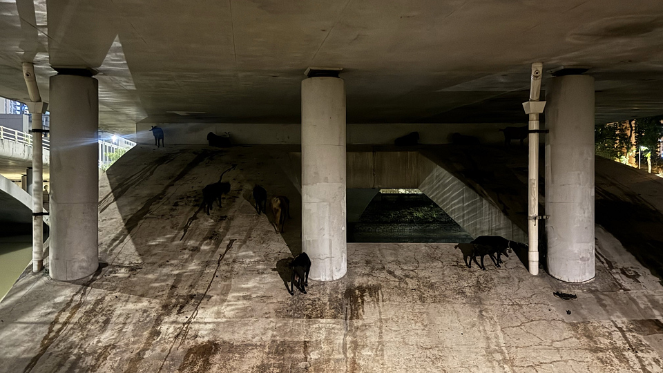 有片〡天水圍公園羊群覓食 網民驚歎：動物大遷徙