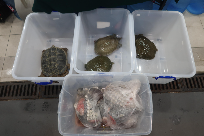 私家車從深圳灣口岸入境 海關檢獲走私瀕危物種