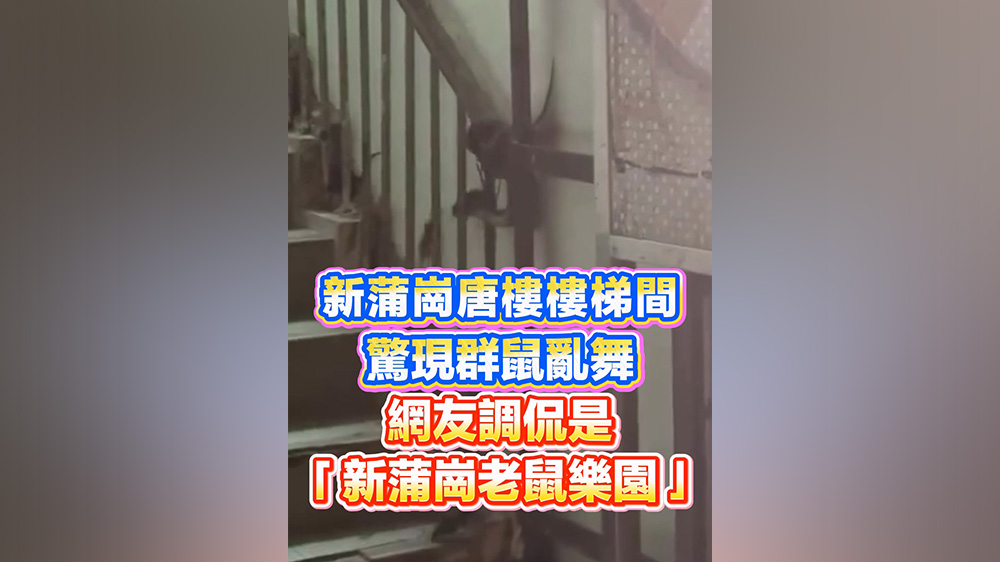 有片丨新蒲崗唐樓樓梯間驚現群鼠亂舞 網友調侃是「新蒲崗老鼠樂園」