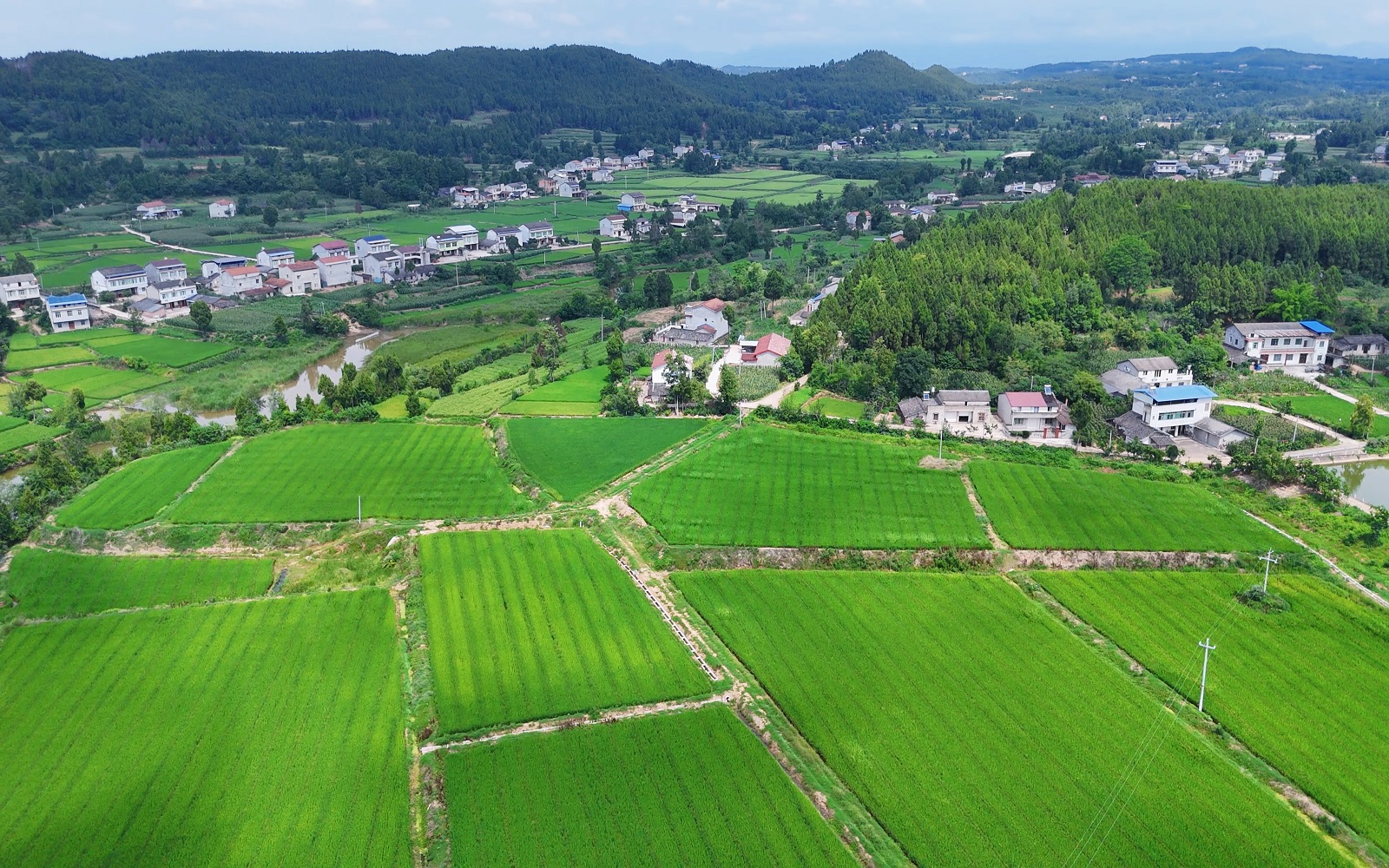 四川梓潼：四萬畝水稻制種關鍵期  無人機趕花助農保豐產