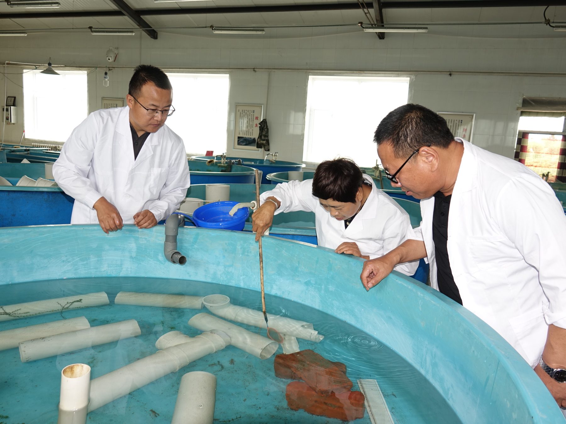 我國本土冷水窄螯螯蝦首次落地黑龍江塔河