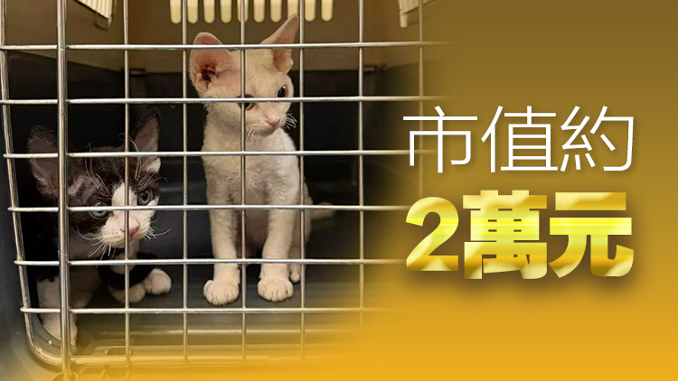 海關落馬洲管制站截查54歲內地男 檢獲2隻非法進口活貓 