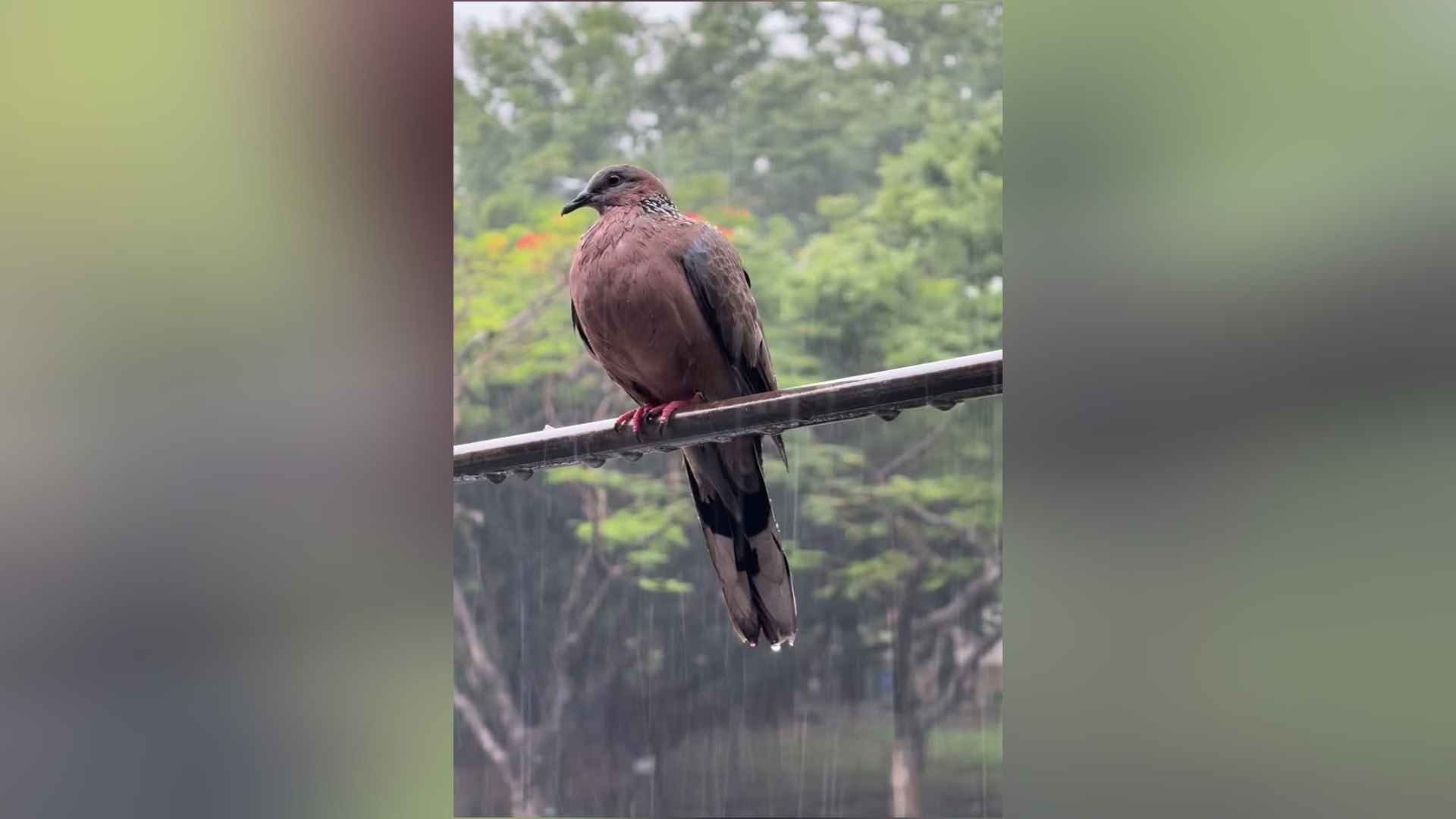 有片〡屯門公園雀鳥任雨淋 AI：趁機洗澡與清潔