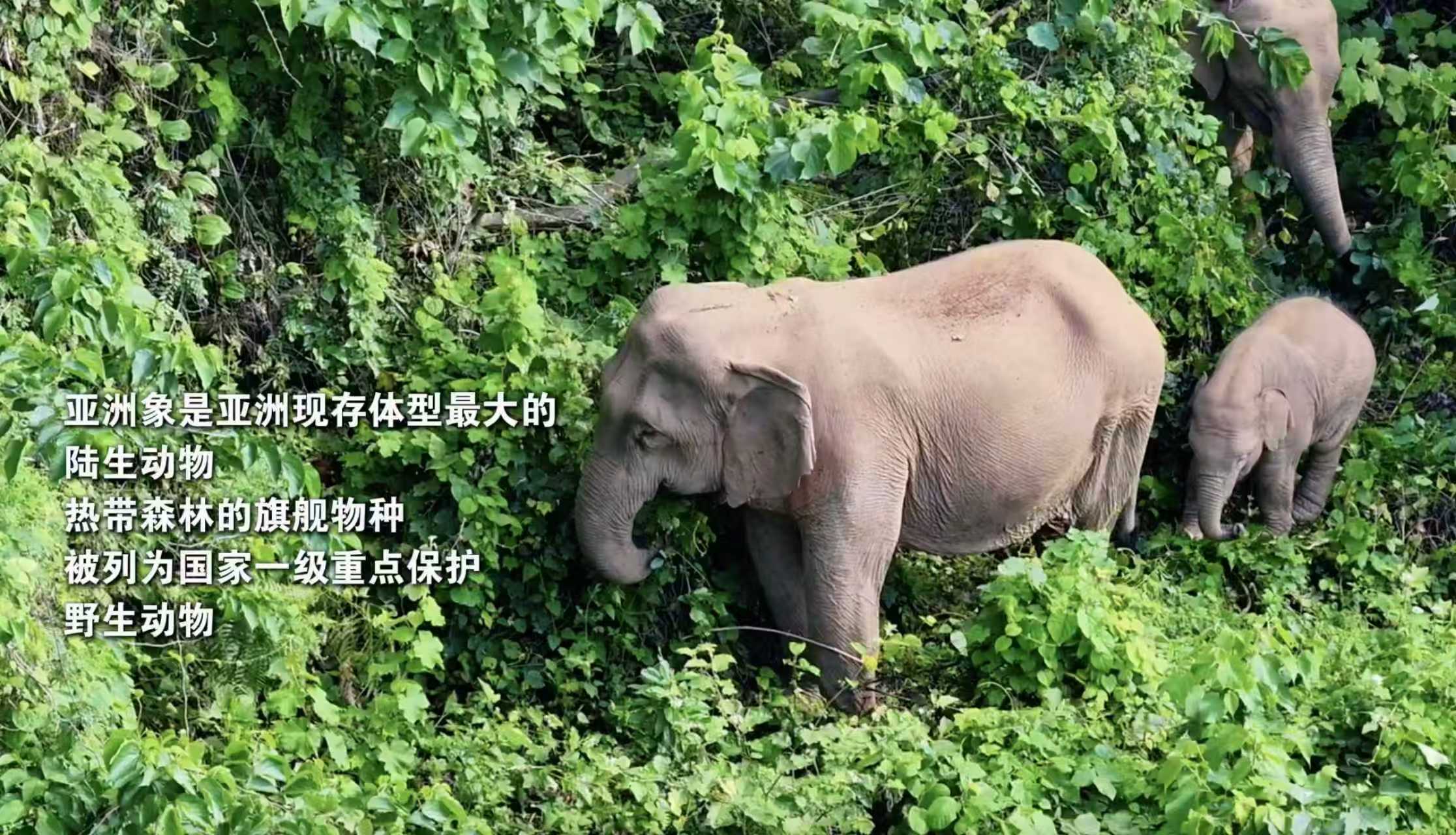 《佤山有群象鄰居》