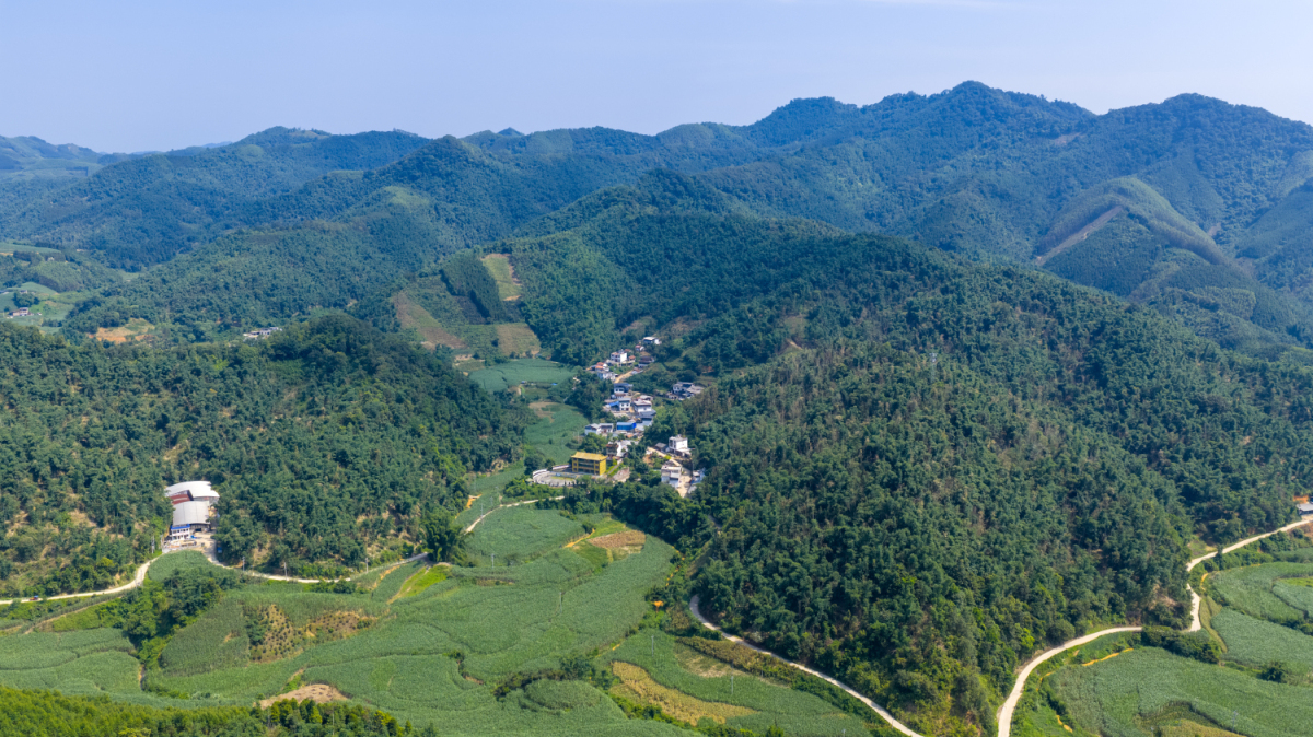 田林八渡筍進入採收旺季 全產業鏈助力24.3萬畝竹林穩產增收