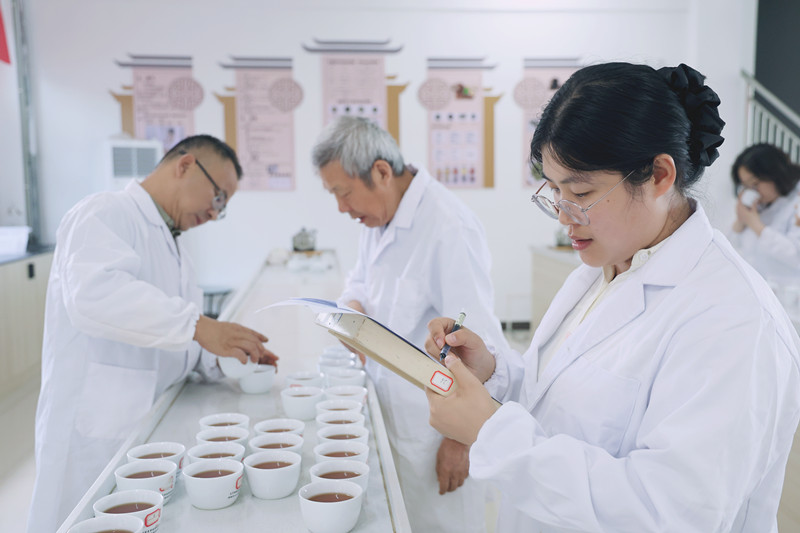 茶事正酣魁紅「當紅」  皖黃山區上半年太平魁紅產量同比大漲30%