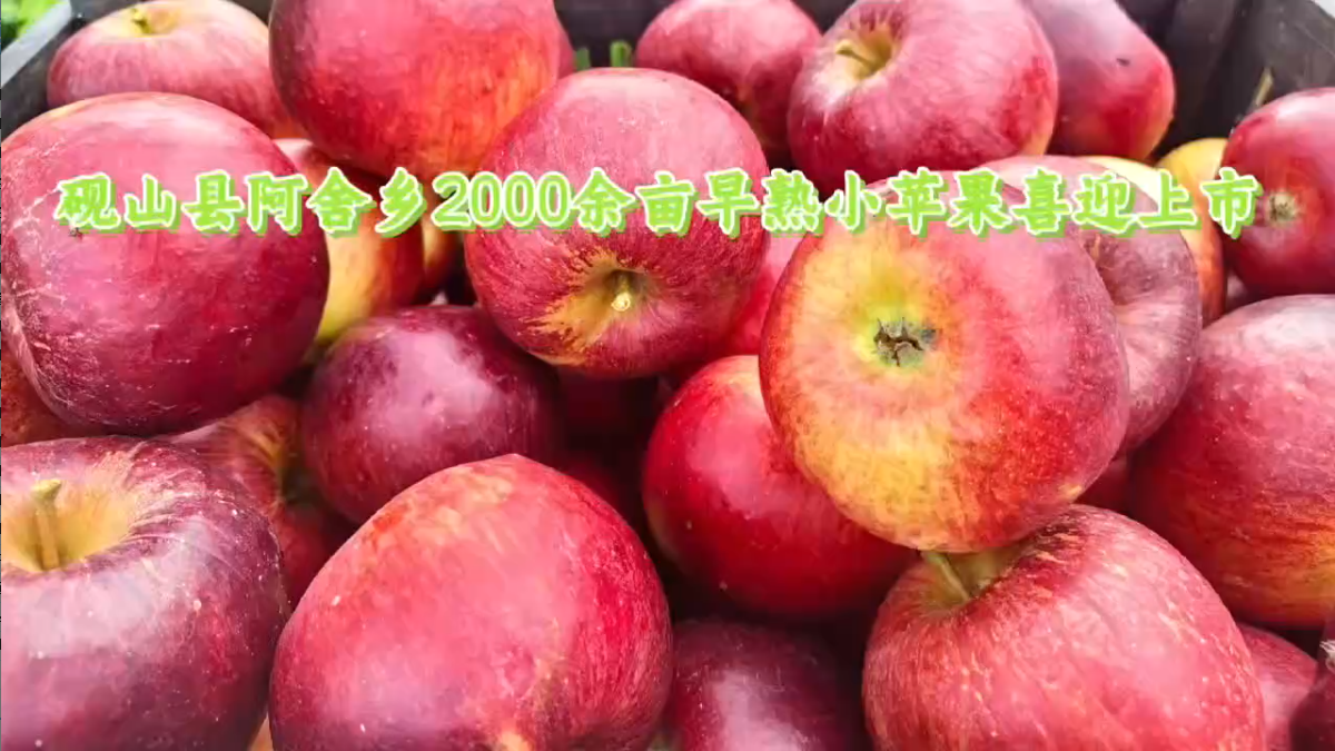 脆甜飄香|硯山縣阿舍鄉千畝小蘋果迎來豐收季