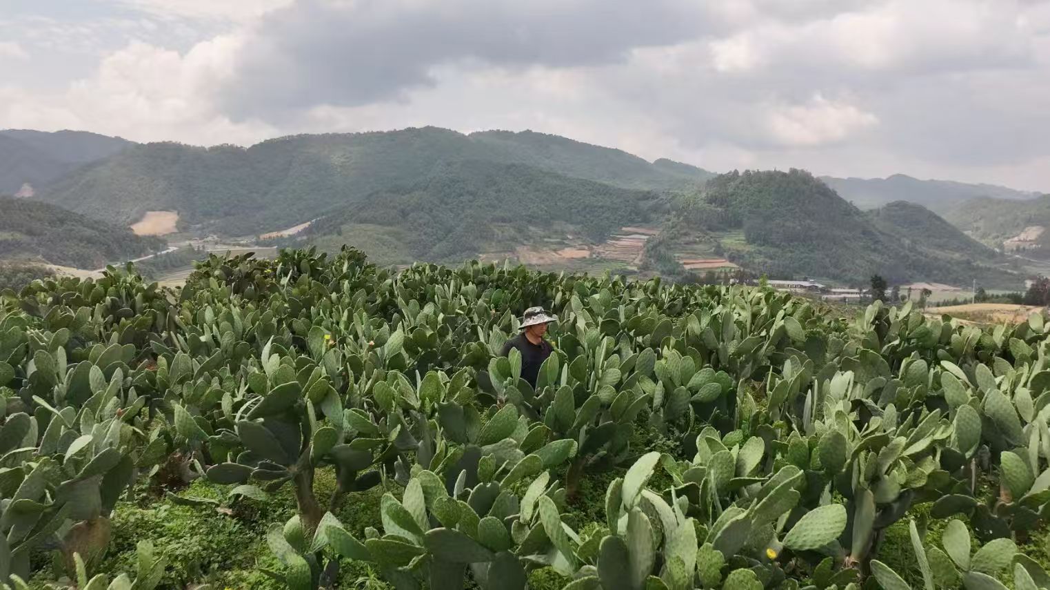 雲南硯山：生態治理+特色產業 石漠山上披「仙衣」