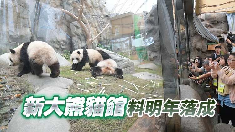 大熊貓「加加」「得得」2歲生日 將與「盈盈」分開獨立生活