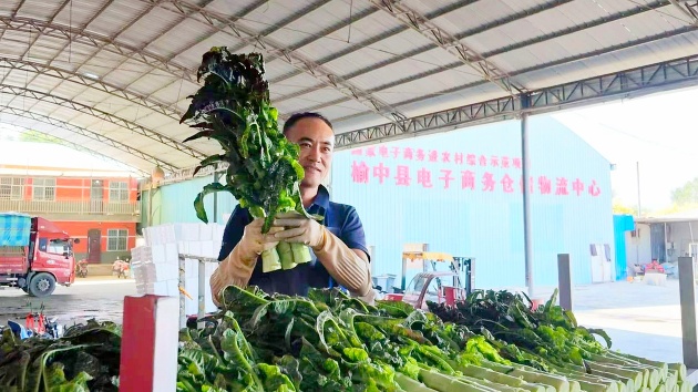 粵港澳媒體看甘肅｜冷鏈鎖「鮮」 高原夏菜48小時直供灣區
