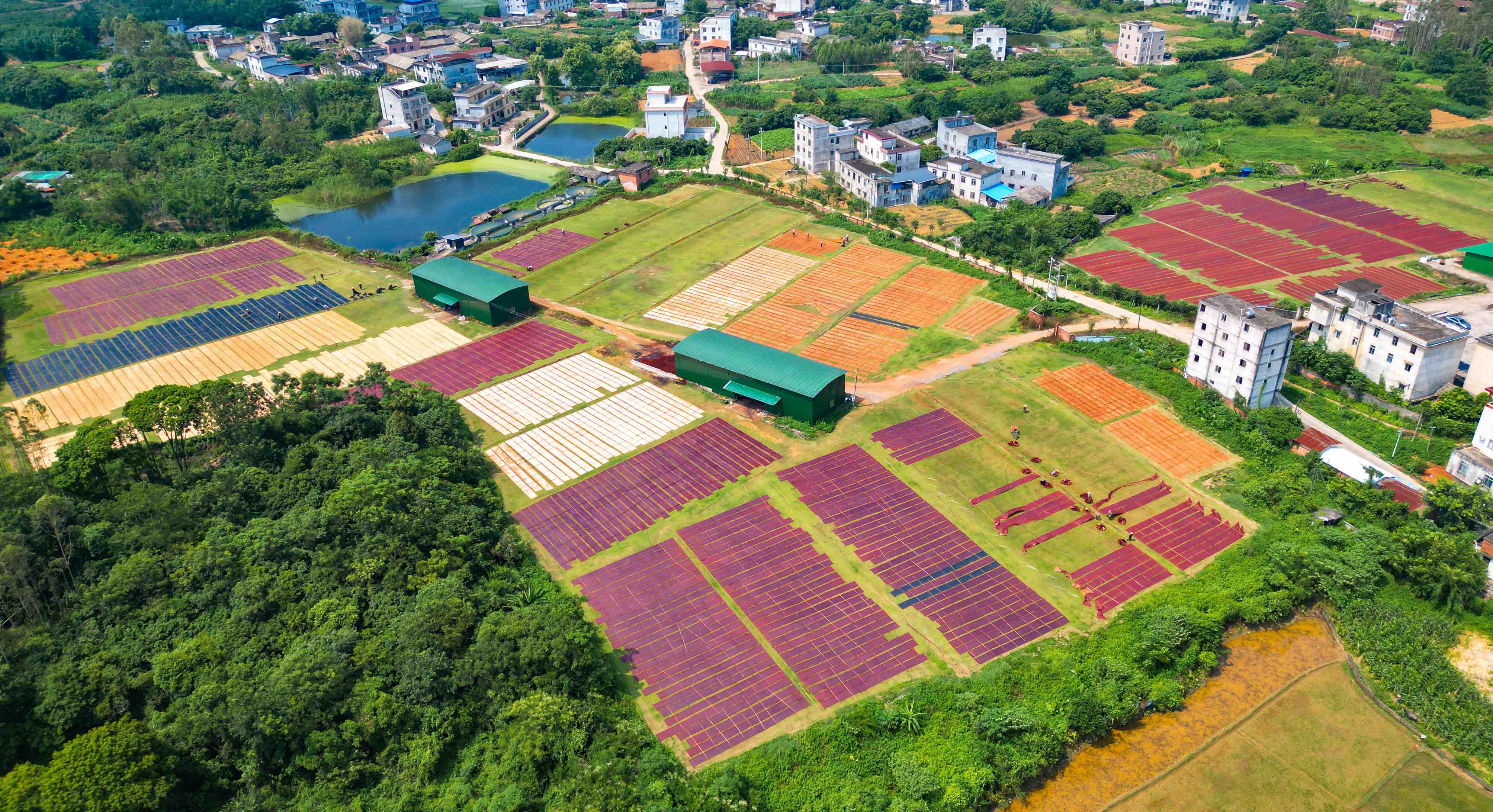 桂容縣香雲紗企業產銷兩旺