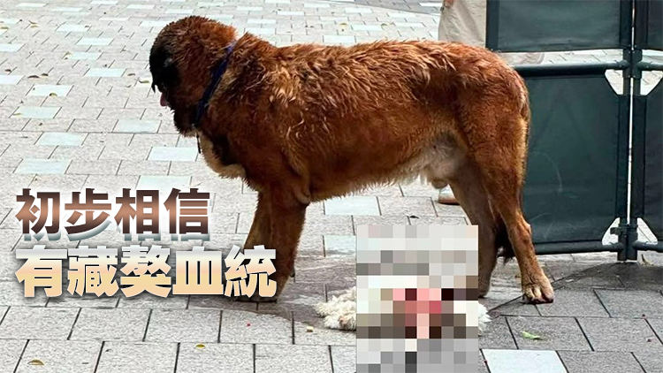 元朗狗咬狗｜漁護署：若狗主將施襲大狗交予政府 有機會人道處理