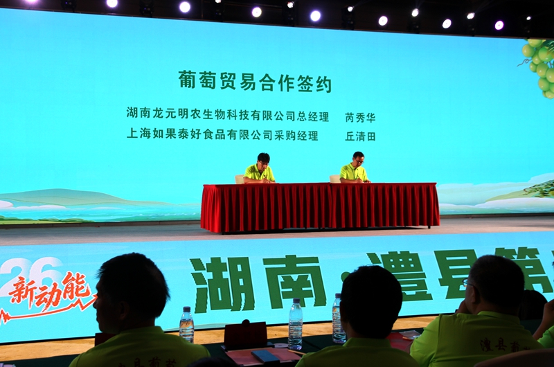 葡萄節啟幕！全國果品採購客商齊聚湖南澧縣