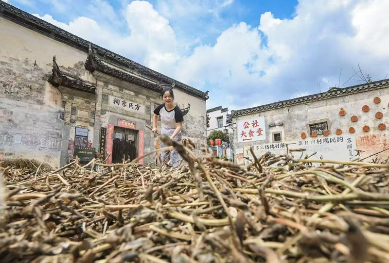 皖歙縣：小小「豆車」輕又巧 秋收效率節節高