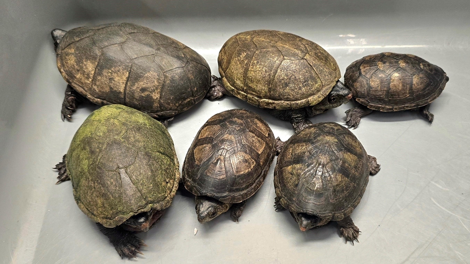 海關機場檢獲6隻受管制屬瀕危物種活龜 市值2.4萬元