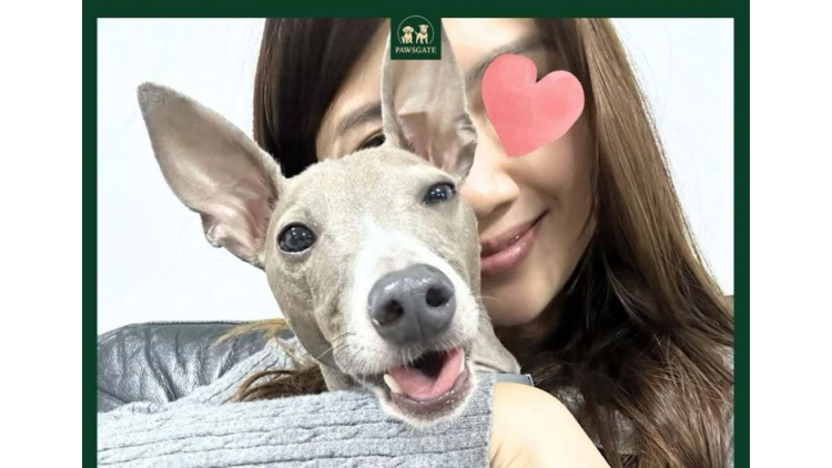 打鼓嶺寵物酒店命案｜管理員有10年訓犬經驗 網傳涉事狗為比特犬混種