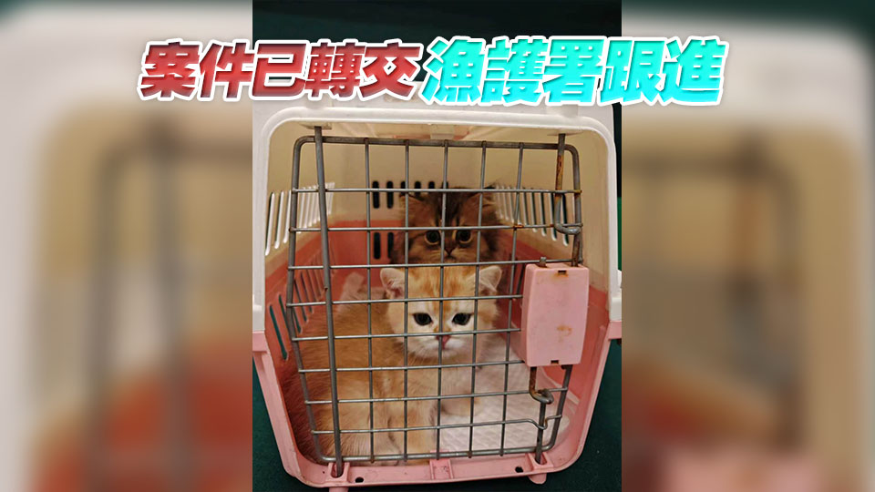 海關羅湖管制站檢獲兩隻非法進口活貓 拘捕44歲內地男旅客